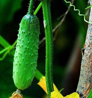 Cucumber seed Cucumis sativus